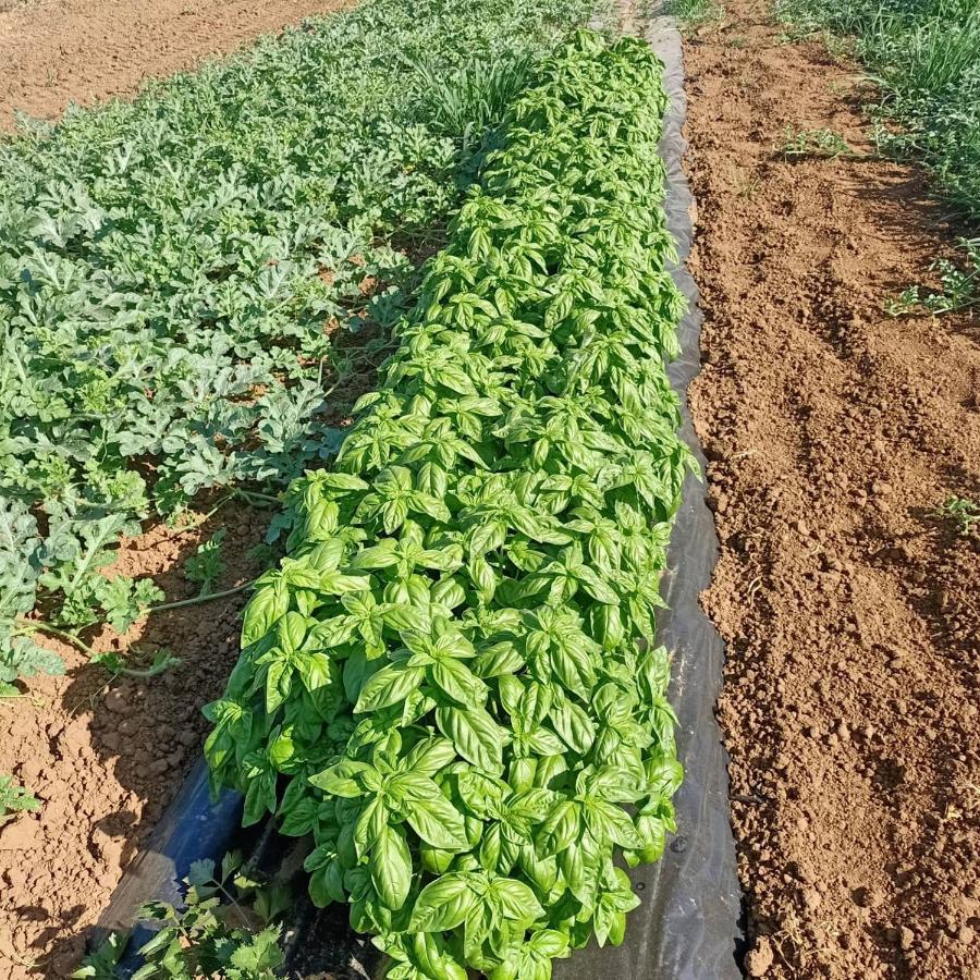 Agriturismo Il Cipresso 베이다 외부 사진