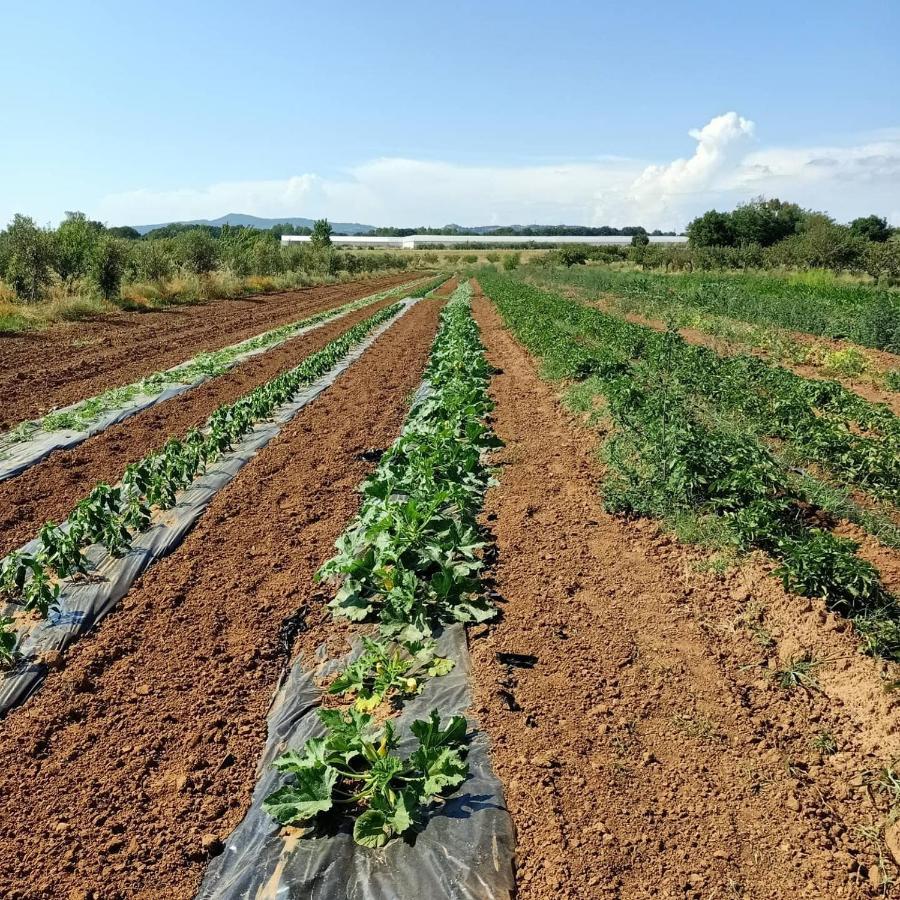 Agriturismo Il Cipresso 베이다 외부 사진