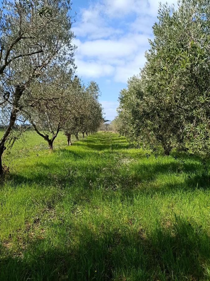 Agriturismo Il Cipresso 베이다 외부 사진